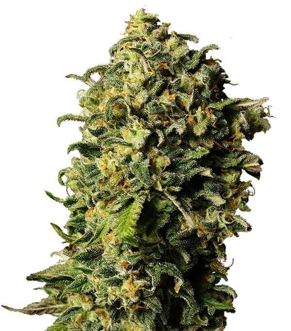 Купить семена конопли Tashkenti Auto Fem.