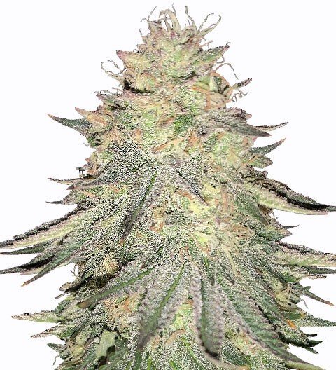 Купить семена конопли Dos-Wi-Dos Auto Fem. Купить семена конопли Dos-Wi-Dos Auto Fem.