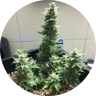 Afghan Kush Auto Fem.