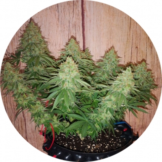 Girl Scout Cookies Fem.