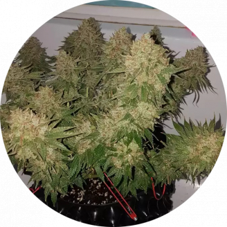 Girl Scout Cookies Fem.