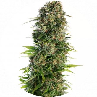 Купить семена конопли Golden Skunk Reg. Купить семена конопли Golden Skunk Reg.