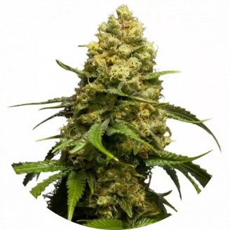 Купить семена конопли Super Skunk Fem. Купить семена конопли Super Skunk Fem.