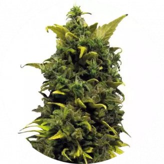 Купить семена конопли Blue Gorilla Reg. Купить семена конопли Blue Gorilla Reg.