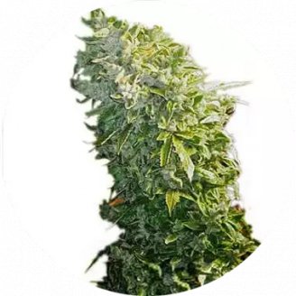 Купить семена конопли Maxxi Auto Reg. Купить семена конопли Maxxi Auto Reg.