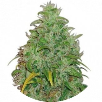 Купить семена конопли LSD #1 Reg. Купить семена конопли LSD #1 Reg.