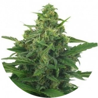 Купить семена конопли LSD Auto Fem.