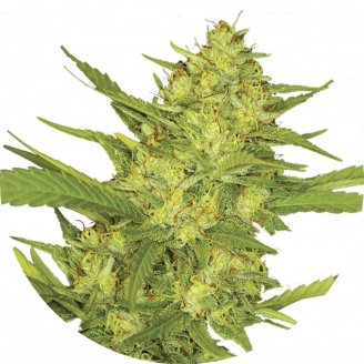 Купить семена конопли Sour Diesel Fem. Купить семена конопли Sour Diesel Fem.