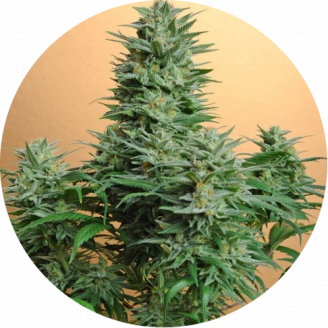 Tutankhamon Auto Fem.