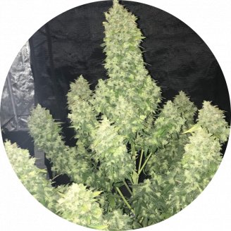 Gorilla Glue Auto Fem.