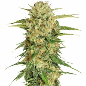 Купить семена конопли Easy Sativa Auto Fem. Купить семена конопли Easy Sativa Auto Fem.