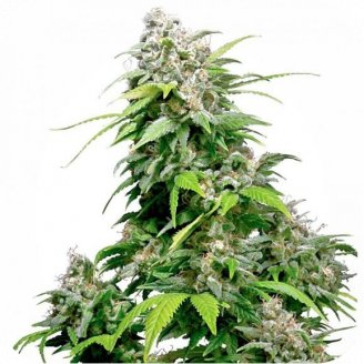 Купить семена конопли Mexican Sativa Auto Fem. Купить семена конопли Mexican Sativa Auto Fem.