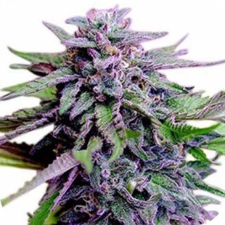 Купить семена конопли Blueberry Jack Auto Fem. Купить семена конопли Blueberry Jack Auto Fem.