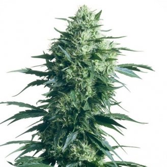 Купить семена конопли Lemon Cheese Auto Fem. Купить семена конопли Lemon Cheese Auto Fem.