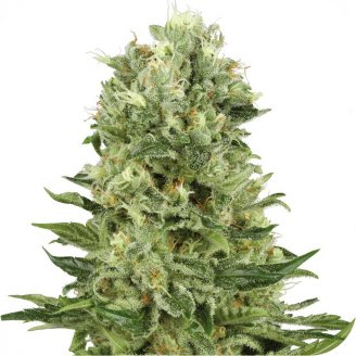 Купить семена конопли Blue Candy Auto Fem. Купить семена конопли Blue Candy Auto Fem.