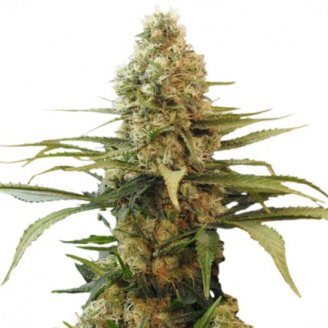 Купить семена конопли Voodoo Auto Fem. Купить семена конопли Voodoo Auto Fem.