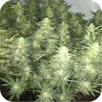 Power Flower Auto Fem.