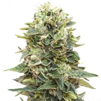 Купить семена конопли Afghan Mass Auto Fem.