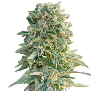 Купить семена конопли Jack Herer Auto Fem. Купить семена конопли Jack Herer Auto Fem.