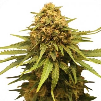 Купить семена конопли Critical + Auto Fem. Купить семена конопли Critical + Auto Fem.