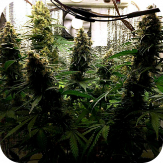 Cheese Haze Auto Fem.