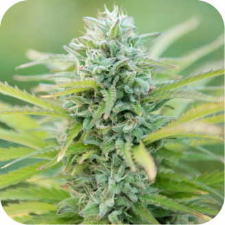 Cheese Haze Auto Fem.