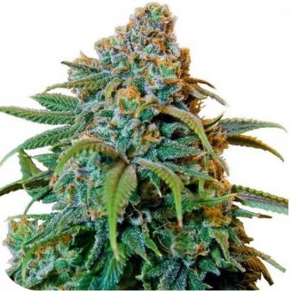 Купить семена конопли Thai Haze Auto Fem. Купить семена конопли Thai Haze Auto Fem.