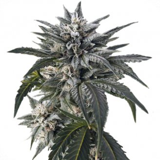 Купить семена конопли Blue Critical Auto Fem. Купить семена конопли Blue Critical Auto Fem.
