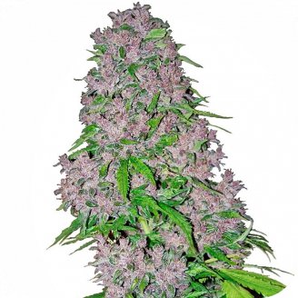 Купить семена конопли Blue Hawaiian Auto Fem.