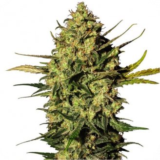 Купить семена конопли Power Plant Auto Fem. Купить семена конопли Power Plant Auto Fem.