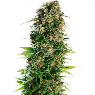 Купить семена конопли Hindy Kush Auto Fem. Купить семена конопли Hindy Kush Auto Fem.