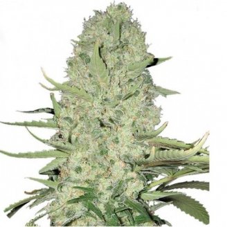 Купить семена конопли Mexican Kush Auto Fem. Купить семена конопли Mexican Kush Auto Fem.