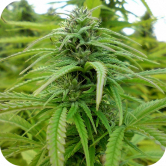 Mexican Kush Auto Fem.