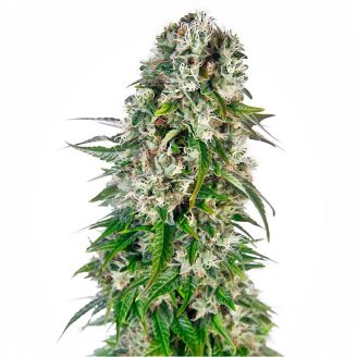 Купить семена конопли Afghan Kush Auto Fem. Купить семена конопли Afghan Kush Auto Fem.