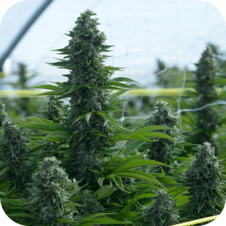 Jamaica Speed Auto Fem.