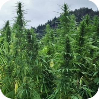 Jamaica Speed Auto Fem.