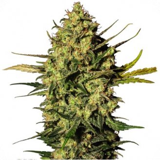 Купить семена конопли Dr. Feelgood CBD Auto Fem. Купить семена конопли Dr. Feelgood CBD Auto Fem.