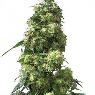 Купить семена конопли Skunk Auto Fem. Купить семена конопли Skunk Auto Fem.