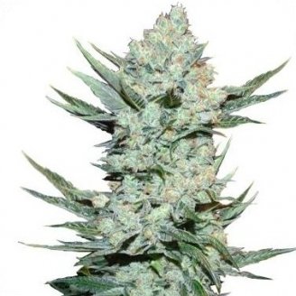 Купить семена конопли Tangie'matic Auto Fem.