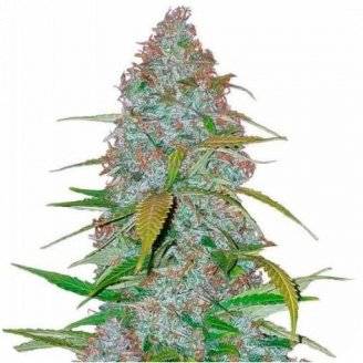 Купить семена конопли Californian Snow Auto Fem. Купить семена конопли Californian Snow Auto Fem.