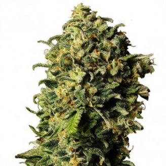 Купить семена конопли Ak 47 Auto Fem. Купить семена конопли Ak 47 Auto Fem.