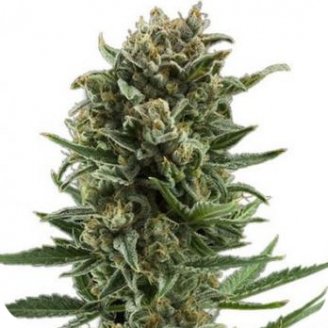 Купить семена конопли White Widow Auto Fem. Купить семена конопли White Widow Auto Fem.