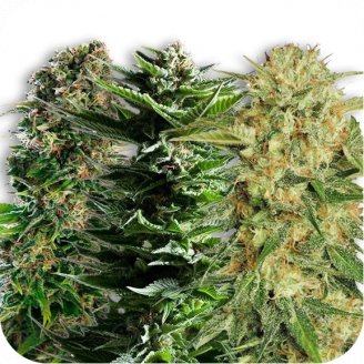Купить семена конопли Collection Mix Auto Fem.