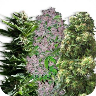 Купить семена конопли Sativa Mix #1 Auto Fem. Купить семена конопли Sativa Mix #1 Auto Fem.