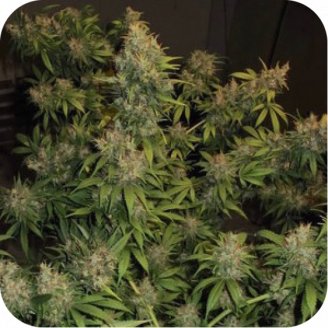 Northern Lights Fem.