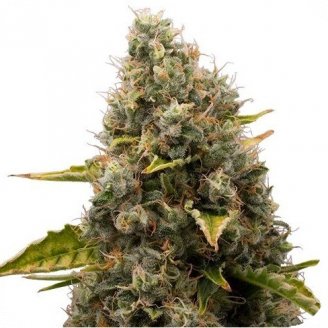 Купить семена конопли White Widow Fem. Купить семена конопли White Widow Fem.