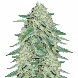 Купить семена конопли Black Domina Fem. Купить семена конопли Black Domina Fem.