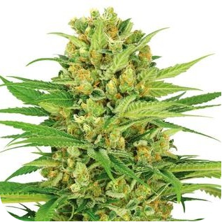 Купить семена конопли Bubble Gum Fem. Купить семена конопли Bubble Gum Fem.