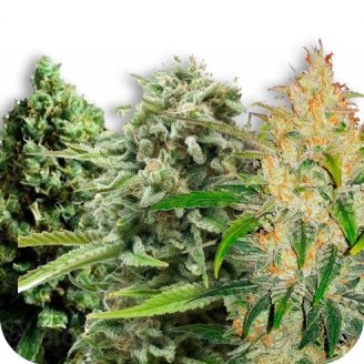 Купить семена конопли Indica Mix #2 Auto Fem. Купить семена конопли Indica Mix #2 Auto Fem.