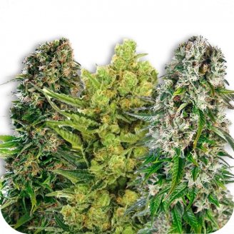 Купить семена конопли Indica Mix #3 Auto Fem. Купить семена конопли Indica Mix #3 Auto Fem.